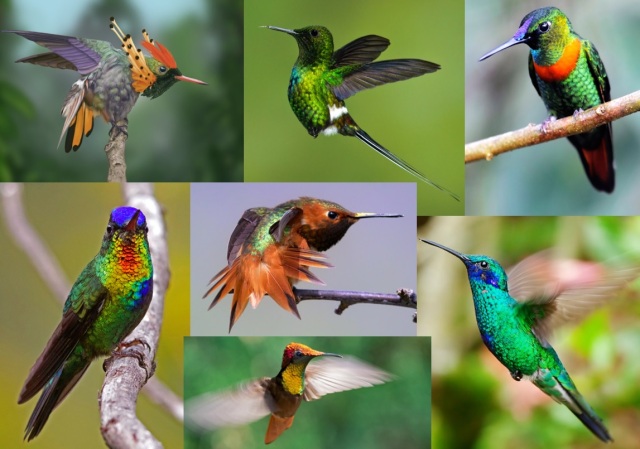 Diversitatea speciilor de colibri
